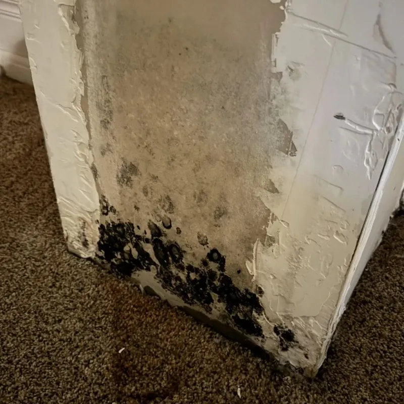 Professional Mold Removal in Cape Charles, VA